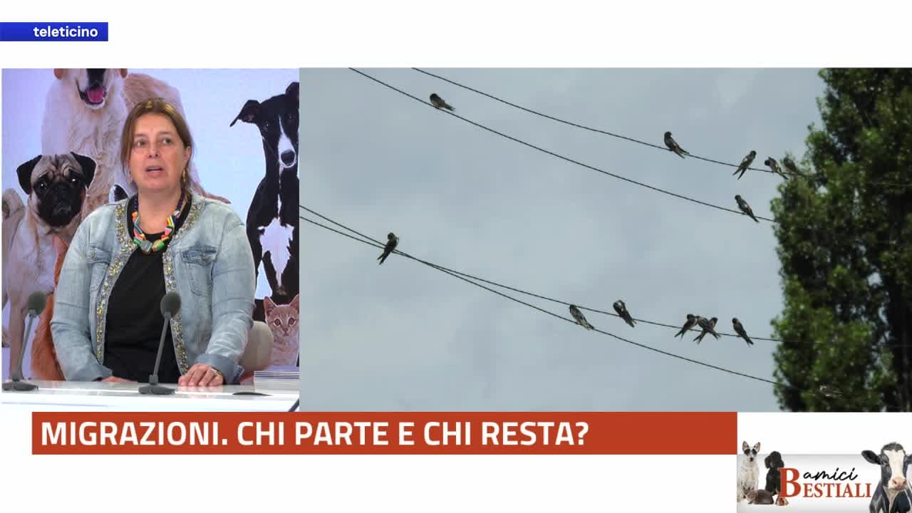 Amici bestiali del 12 ottobre 2026 - CHI HA VISTO IL RONDONE?